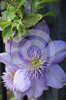 Purple clematis flower and green vine on black post