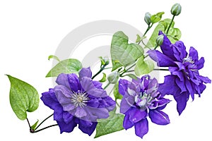 Purple clematis Flower photo