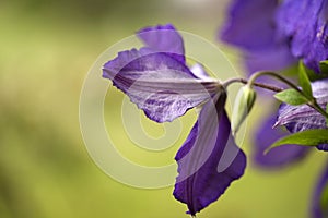 Purple clematis flower petals with green background
