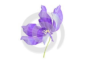 Purple clematis flower side view isolated on white. Transparent png additional format