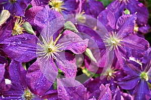 Púrpura flores solo después primavera la lluvia 
