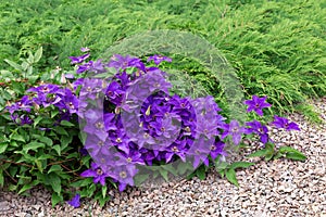 Purple clematis on green background.Concept of choosing beautiful climbing  decorative plants for landscaping of gardens, parks