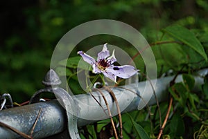 Purple Clematis gypsy queen flower growing on a chain link fence