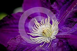 Purple clematis jackmanii alba flower