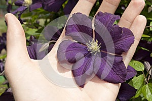 Purple Clematis Jackmanii flower