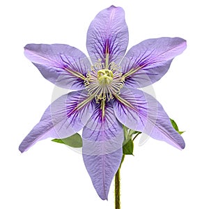 Purple clematis large star shaped flowers with prominent stamens slightly twisted petals Clematis jackmannii photo