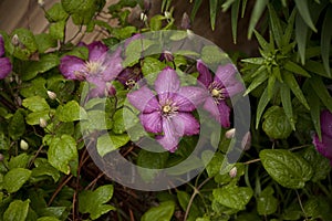 Purple Clematis plant on vine.