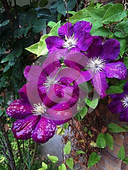 Purple Clematis in the rain of early summer in a Lancashire Garden