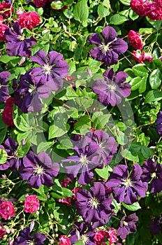 Purple Clematis with red roses
