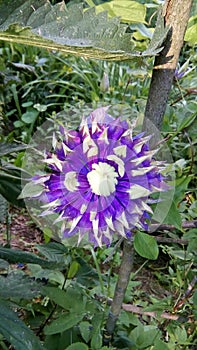 Purple Clematis Taiga with green endings