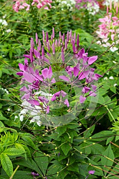 Purple cleome flower