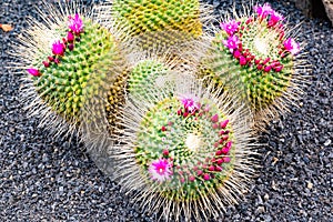 Purple Close-up cactus flowers, Garden of Cactuses, Lanzarote, Canary Islands, Spain