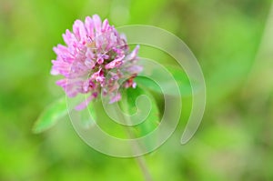 Purple clover flower