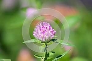 Purple Clover Flower, Red clower, Trifolium pratense, blooms in a meadow. Fresh pink Clover in green spring fields