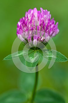Purple clover flowerhead