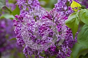 Purple cloves flower close up