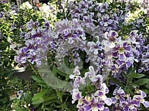 Purple clusters of angelonia flowers outdoors