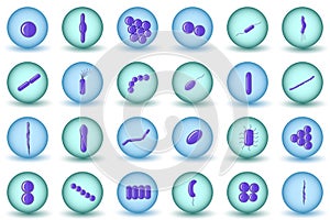 Purple coccus, bacillus, curved bacteria in blue and green circles.