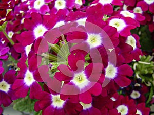 Purple color Garden Verbena blooming Verbena tenera