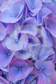 Purple color hortensia Hydrangea macrophylla with large leaved in macro photo