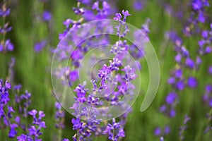 Purple  color lavender flower field closeup background. Selective focus used