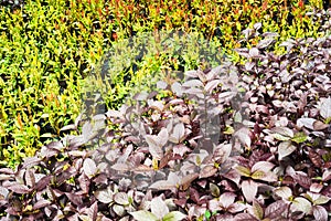 Purple color leaves bush in botany garden with different color shade in background