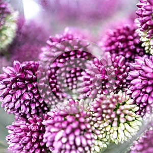 Purple color ornamental onion