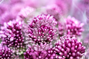 Purple color ornamental onion