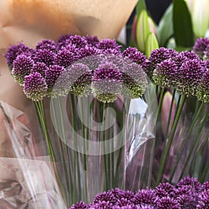 Purple color ornamental onion