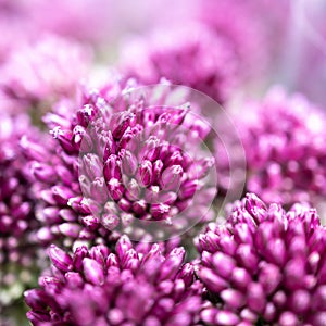 Purple color ornamental onion Allium bulgaricum