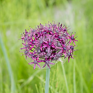 Purple color ornamental onion Allium bulgaricum in a botanical garden