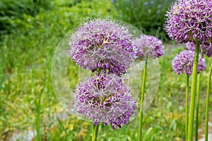 Purple color ornamental onion Allium bulgaricum in a botanical garden