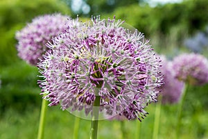 Purple color ornamental onion Allium bulgaricum in a botanical garden
