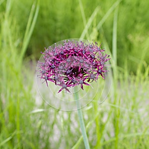 Purple color ornamental onion Allium bulgaricum in a botanical garden
