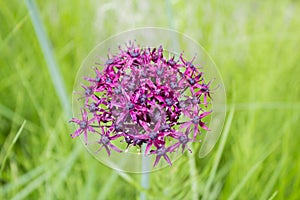 Purple color ornamental onion Allium bulgaricum in a botanical garden