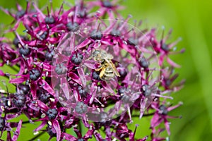 Purple color ornamental onion Allium bulgaricum in a botanical garden