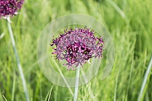 Purple color ornamental onion Allium bulgaricum in a botanical garden