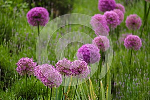 Purple color ornamental onion Allium bulgaricum in a botanical garden