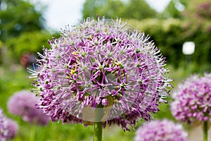 Purple color ornamental onion Allium bulgaricum in a botanical garden in Goettingen, Germany