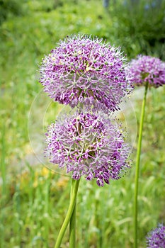 Purple color ornamental onion Allium bulgaricum in a botanical garden in Goettingen, Germany