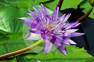 A purple color water lily flower.