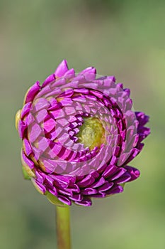 Purple colored dahlia bud.