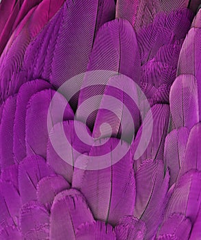 Purple Colored Macaw Feathers