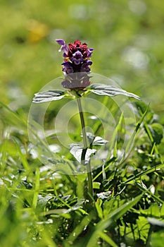 Purple colored Prunella plant, wildflower in bloom.