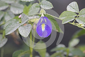 Purple colored solo flower with all the mist over leaves looks exquisite and rare. Nature gives best mind pleasure