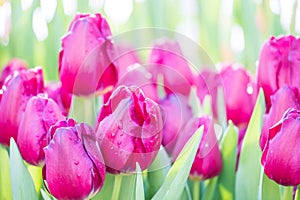 purple colored tulip buds and green leaves close up