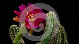 Purple Colorful Flower Timelapse of Blooming Cactus Opening