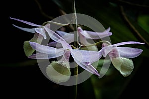 Purple colour orchid flowers from tropical Sri Lanka