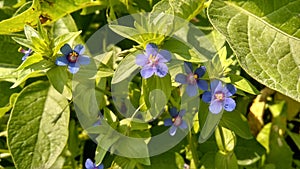 Purple colour of Scarlet Pimpernel