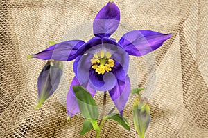 Purple Columbine